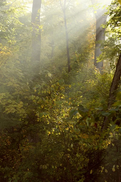 The sun's rays  in autumn park — Stock Photo, Image