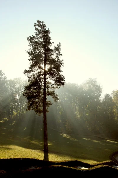 The sun's rays  in autumn park — Stock Photo, Image