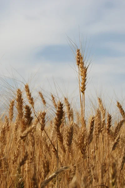 Ripe ears of rye in the field — Stock Photo, Image