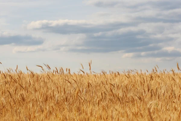 Ripe ears of rye in the field against the sky — Stock Photo, Image