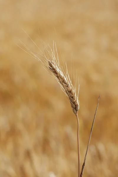 Ripe ear of rye on a background of field — Stock Photo, Image