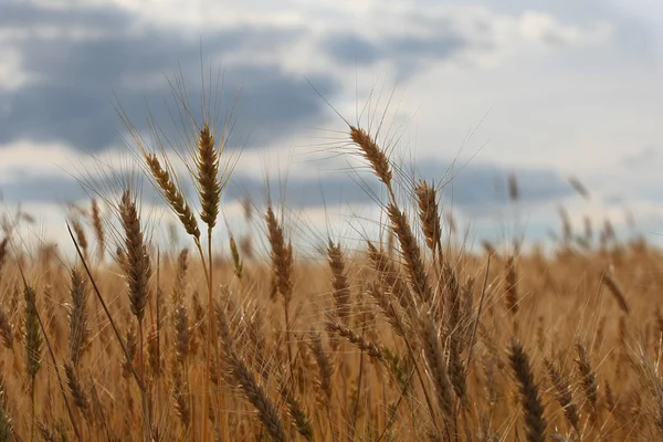 Ripe ears of rye in the field against the sky — Stock Photo, Image