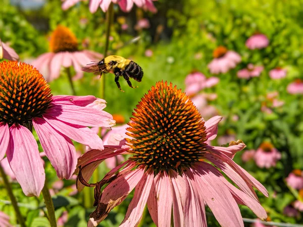 Pembe çiçekler arasında zıplayan yaban arısı