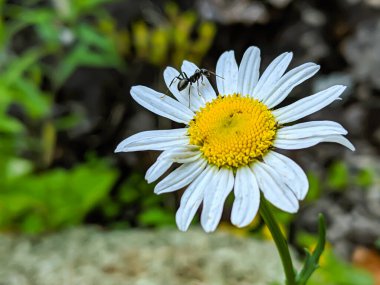 Siyah karıncaların sarı polenli beyaz çiçekte sürünmesi makro yakın plan.
