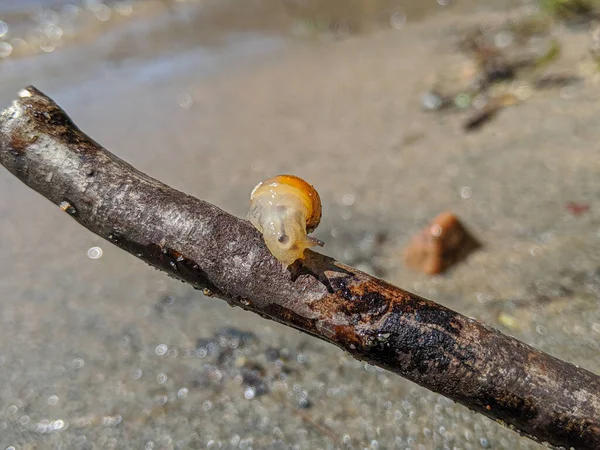 Kahverengi dalda sürünen minik salyangozun Macro yakın çekimi