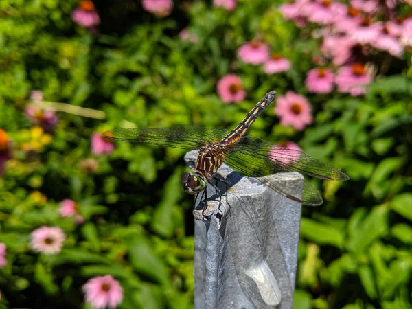 Makro Közelkép Blue Dasher Női Szitakötő Pachydiplax Longipennis Kertben — Stock Fotó