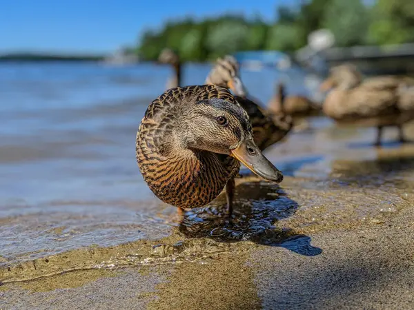 Gölün kumlu kıyısında yürüyen ördeğin yakın çekimi