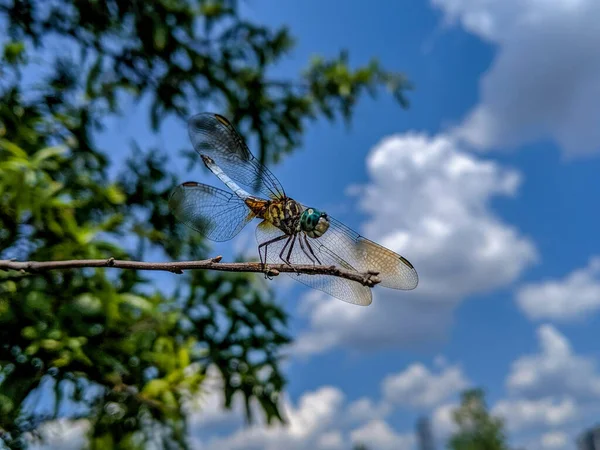 Blue Dasher erkek yusufçuğa yakın çekim, Pachydiplax longipennis ağaç dalında