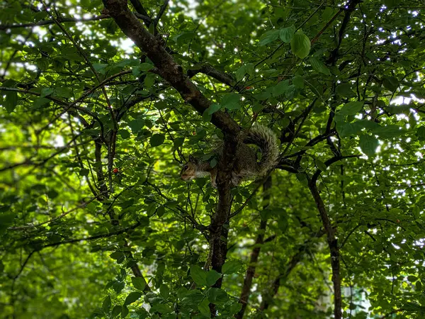 sincap ağaç dalında oturuyor.