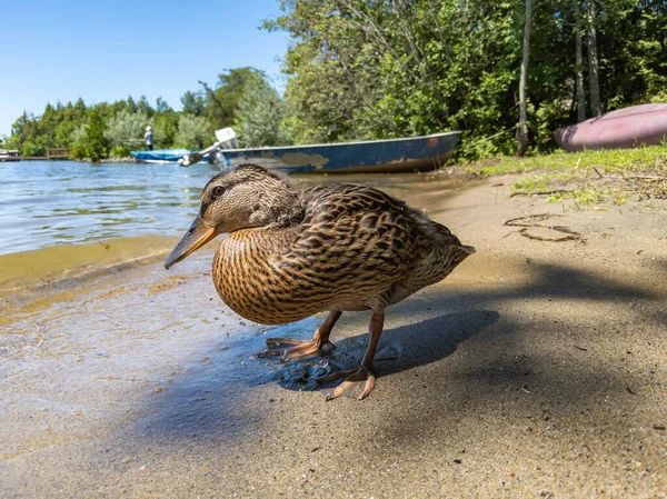 Gölün kumlu kıyısında yürüyen ördeğin yakın çekimi