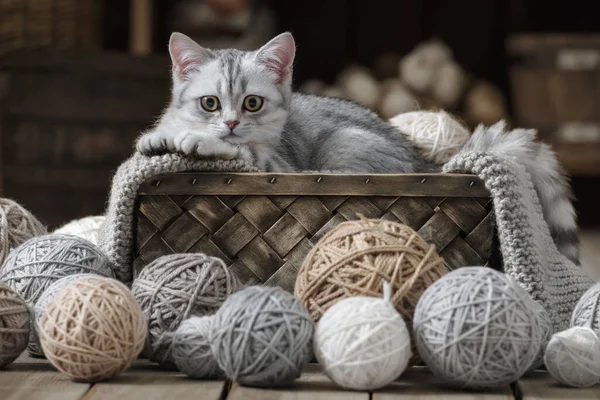 Pequeño Gatito Rayado Una Canasta Vieja Con Bolas Hilo — Foto de Stock