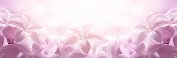 Нежные Цветы Сирени Крупным Планом Весна Расцветает Теплых Лучах Солнца — стоковое фото