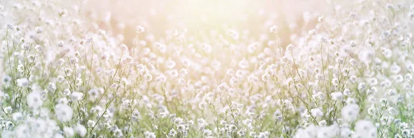 Vildblommor Solen Sommardag Stockbild