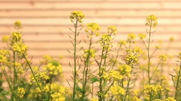 Lado de madeira e flores amarelas — Vídeo de Stock