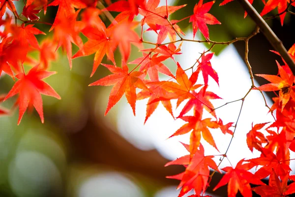 Pizza sosu pizza hamur izole beyaz zemin üzerine yapıştırma