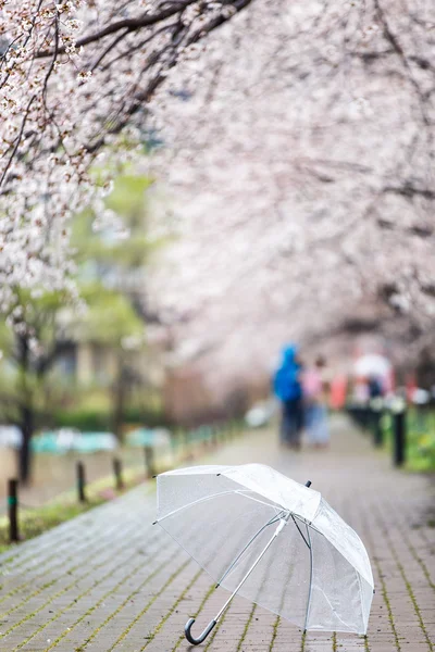 Ausgewählter Fokus auf transparenten Regenschirm auf Kirschblütenpfad bei — Stockfoto