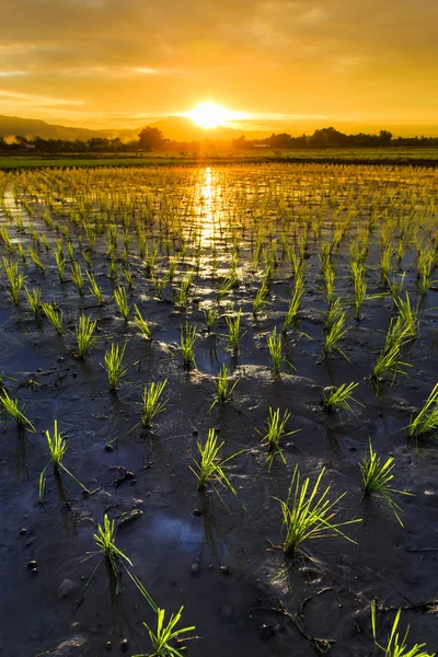 Unga risfält med mountain solnedgång bakgrund — Stockfoto
