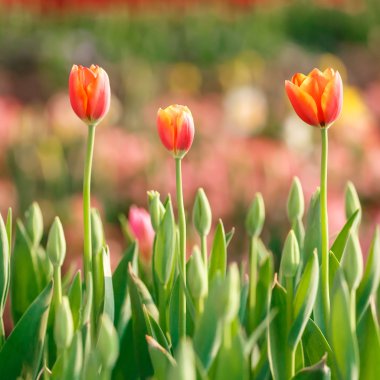 Güzel kapalı-up Lale ve renkli arka plan