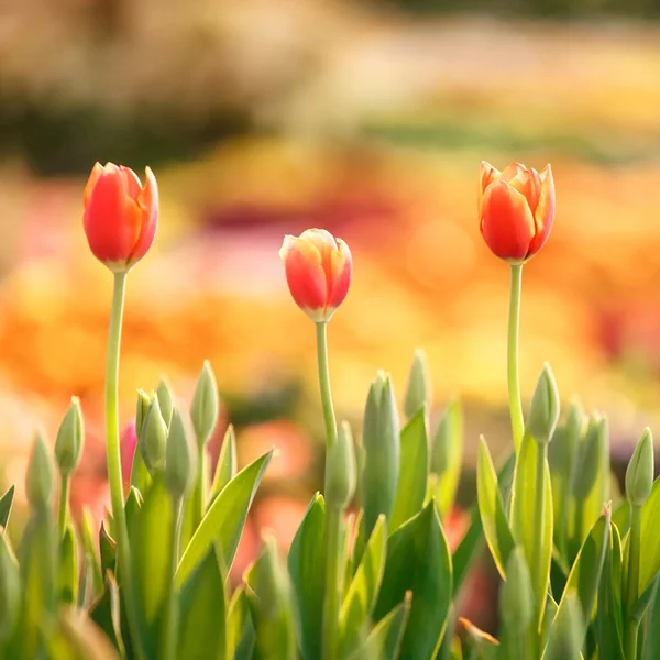 Vackra stängt upp tulip och färgstarka bakgrund — Stockfoto