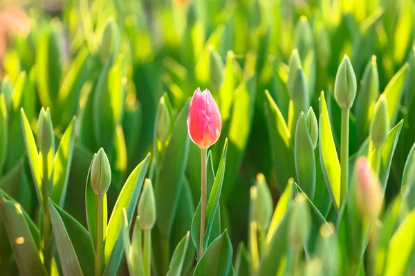 Vackra stängt upp tulip och färgstarka bakgrund — Stockfoto