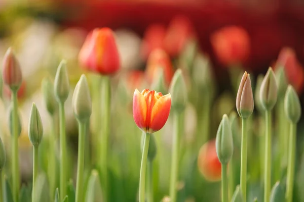 Vackra stängt upp tulip och färgstarka bakgrund — Stockfoto