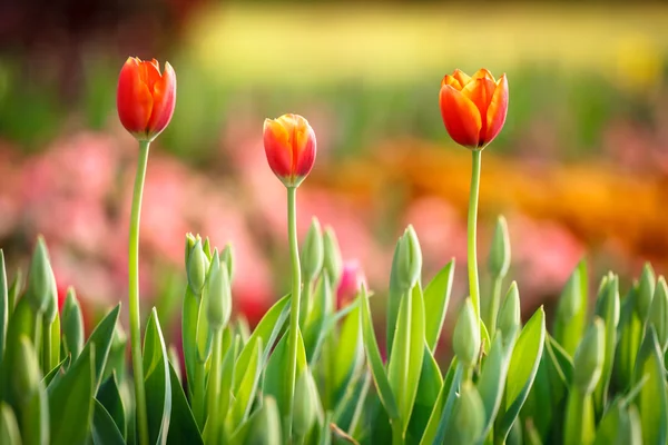 Vackra stängt upp tulip och färgstarka bakgrund — Stockfoto