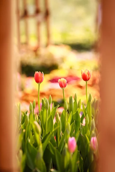 Vackra stängt upp tulip och färgstarka bakgrund — Stockfoto