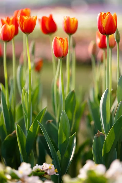 Vackra stängt upp tulip och färgstarka bakgrund — Stockfoto