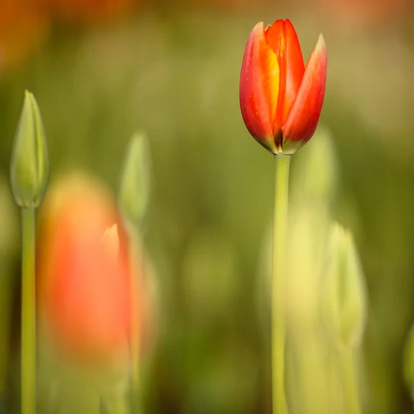 Vackra stängt upp tulip och färgstarka bakgrund — Stockfoto