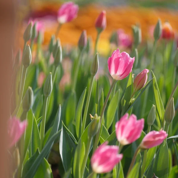 Vackra inre kosmos färgstarka blomma fältet — Stockfoto