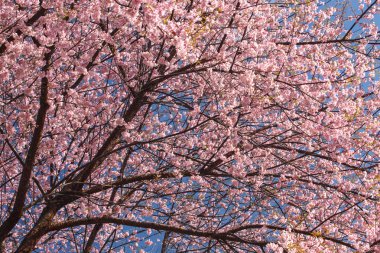 Güzel kiraz çiçekleri mavi gökyüzüne karşı