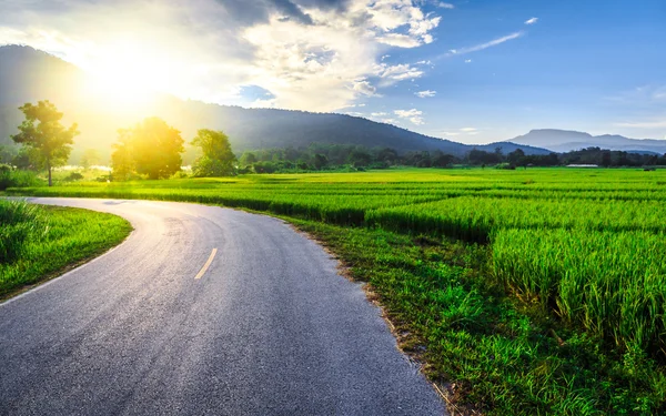 Campo de arroz verde con montañas fondo bajo cielo azul — Foto de Stock