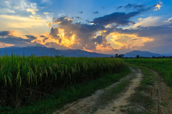 Young rice field with mountain sunset background — Stock Photo, Image