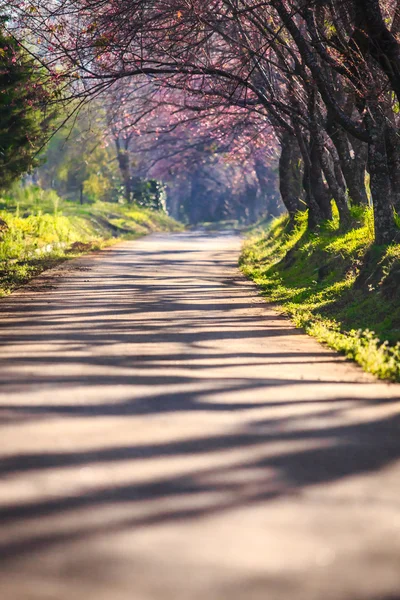 kiraz çiçeği tünel,