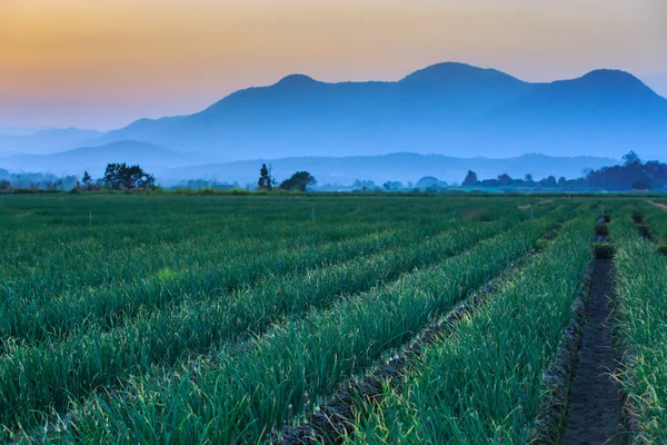 Red onion field with mountain background — Stock Photo, Image