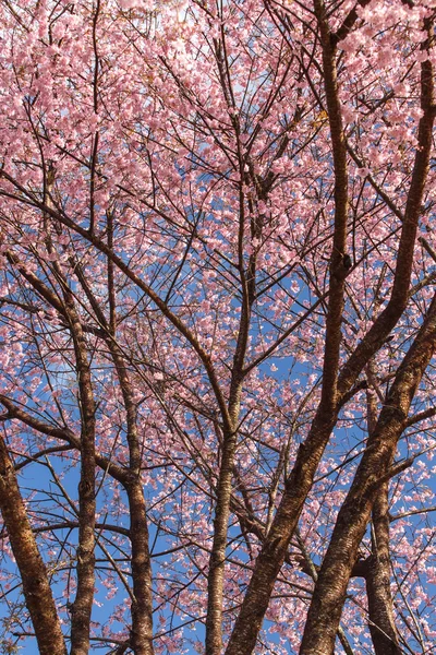 Bela flor de cereja contra o céu azul — Fotografia de Stock