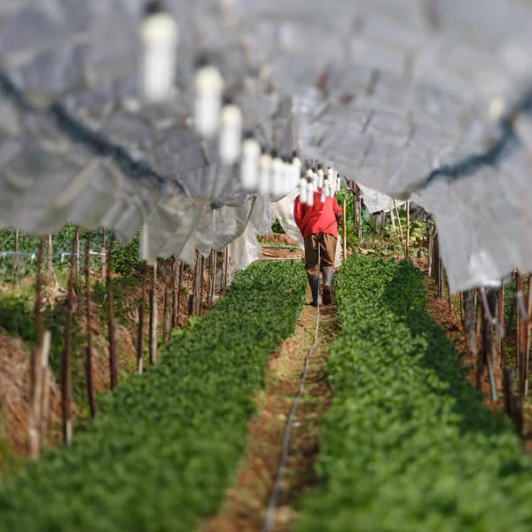 Giardiniere irrigazione giovane pianta in serra — Foto Stock