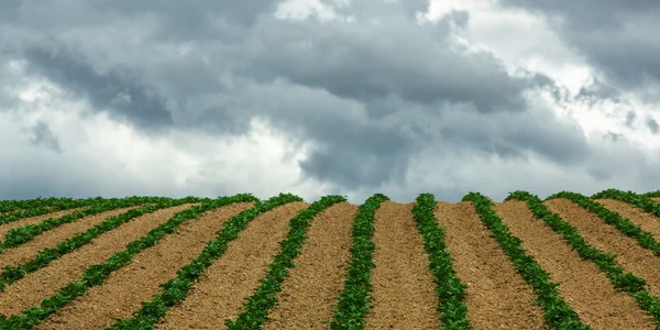 Beautiful green corn field under cloud sky — Stock Photo, Image
