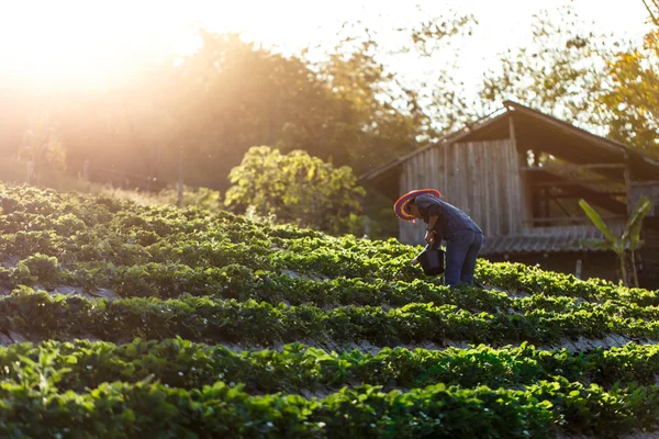 Landwirt erntet Erdbeeren — Stockfoto