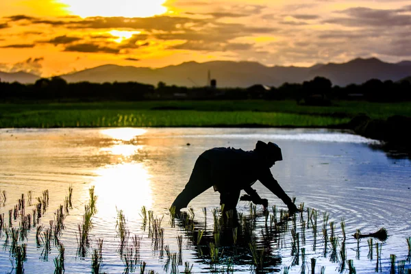 Silhouette scene af thailandske landmand voksende unge ris i marken - Stock-foto