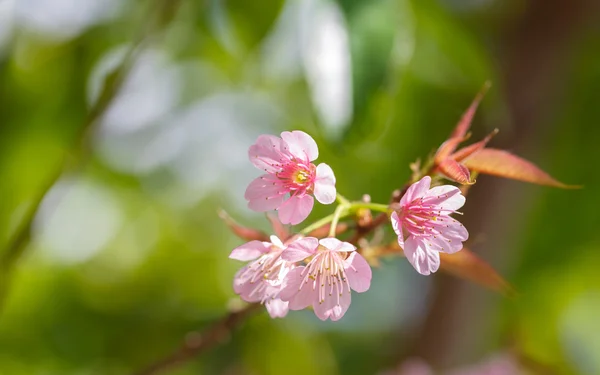 Bello primo piano fiore di ciliegio — Foto Stock