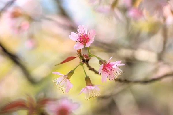 Beautiful close up cherry blossom — Stock Photo, Image