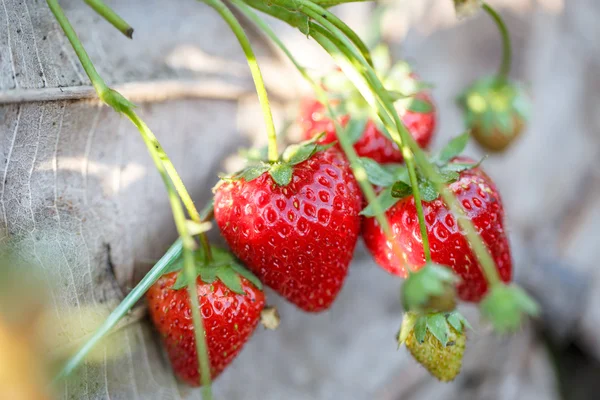 Closeup of fresh organic strawberries — Stock Photo, Image
