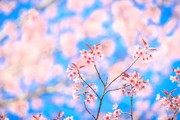 Schöne Kirschblüte vor blauem Himmel — Stockfoto