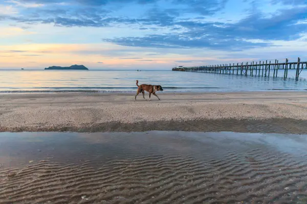 Dog walking on beach at wooden pier — Stock Photo, Image