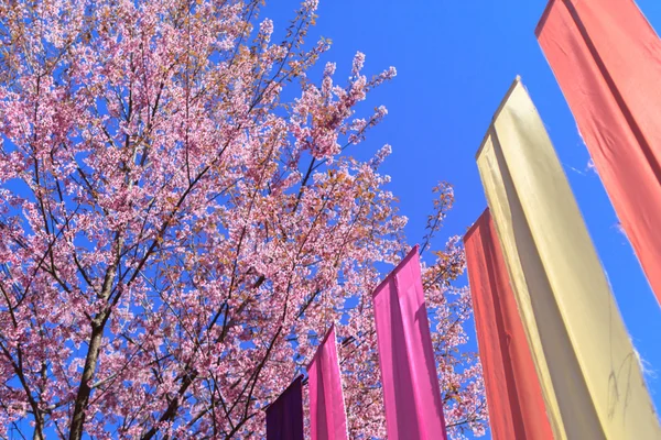 Beautiful cherry blossom
