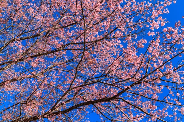 美丽的樱花 — 图库照片