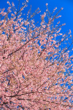 Güzel kiraz çiçekleri mavi gökyüzüne karşı