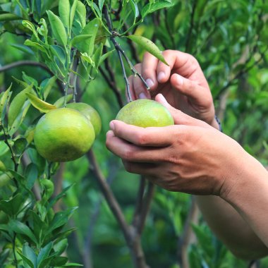 Turuncu kalite kontrol grubundaki elle