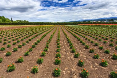 Çiçek alan bulut gökyüzü altında